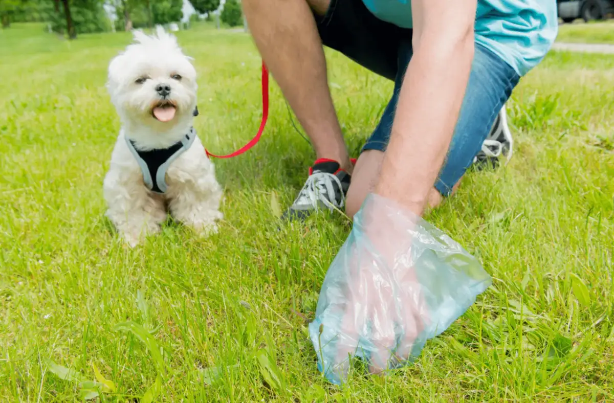 Biały piesek patrzy, jak jego pan zbiera odchody. Czy to dlatego, że szczeniak je swoje odchody?