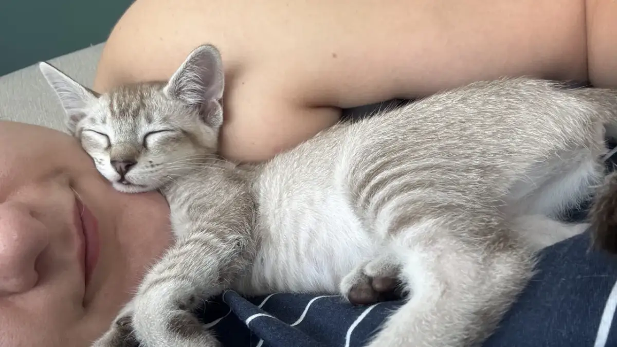 Śpiący, pręgowany kotek tonkijski leży wtulony w człowieka.