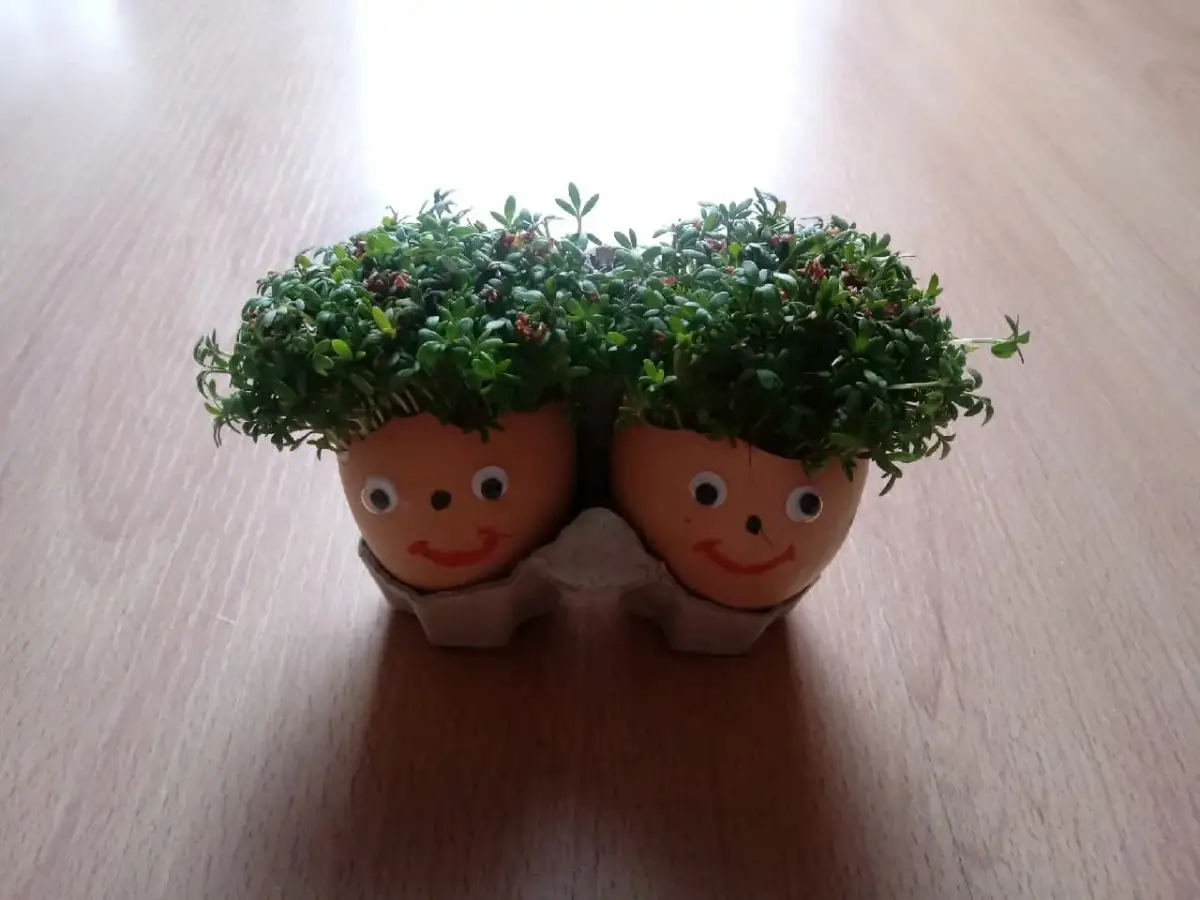 Dwa uśmiechnięte ludziki z rzeżuchy na głowie, świetne pomysły do przedszkola.