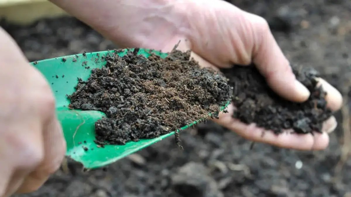 Gdzie kupić kompost w Warszawie? Najlepsze miejsca i ceny w 2025 roku