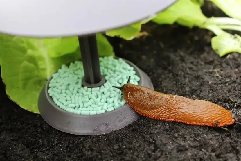 Skuteczne metody na ślimaki w ogrodzie - naturalne i chemiczne