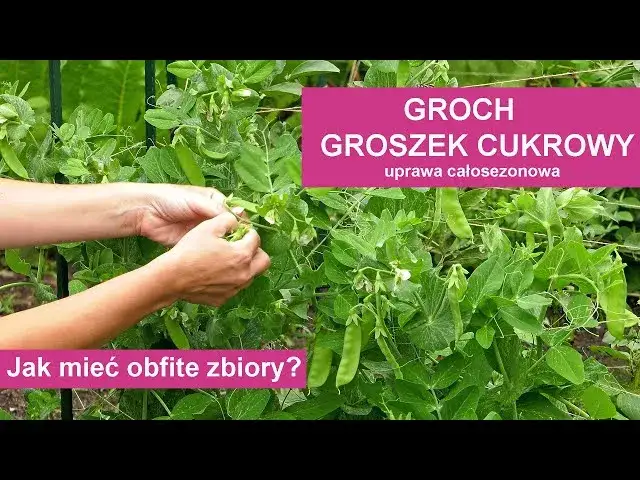 Kiedy siać groszek, aby uniknąć błędów i cieszyć się plonem