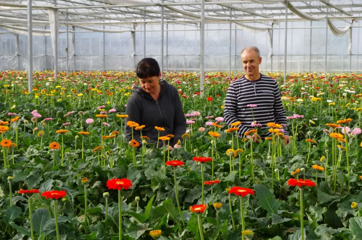 Para w szklarni podziwia kolorowe gerbery w ogrodzie.