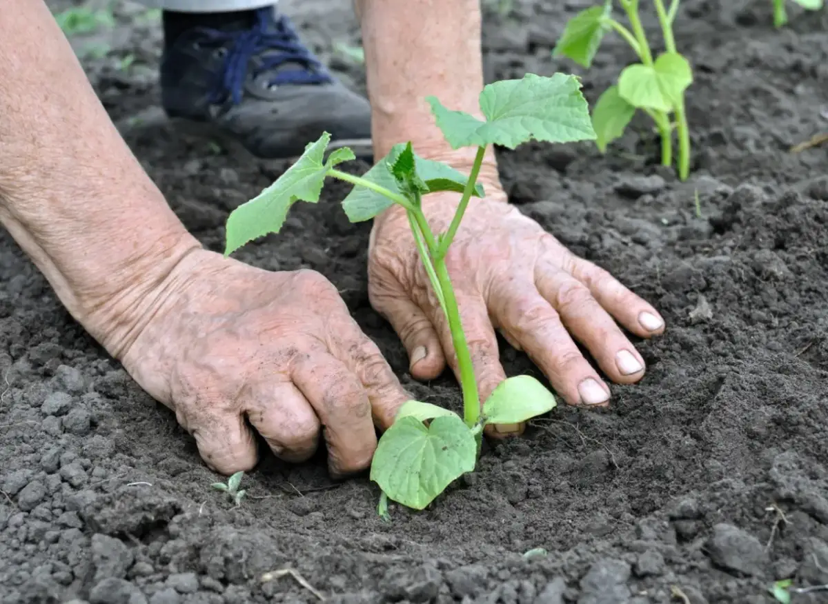 Po czym siać ogórki, aby uniknąć błędów i uzyskać obfite plony