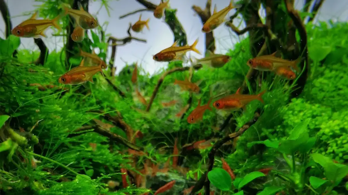Kiedy wpuszczać ryby do akwarium, aby uniknąć problemów z ich zdrowiem