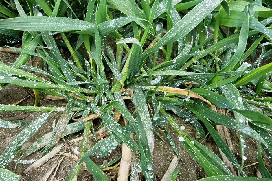 Kiedy siać wapno pod zboża ozime, aby uniknąć błędów w uprawie?