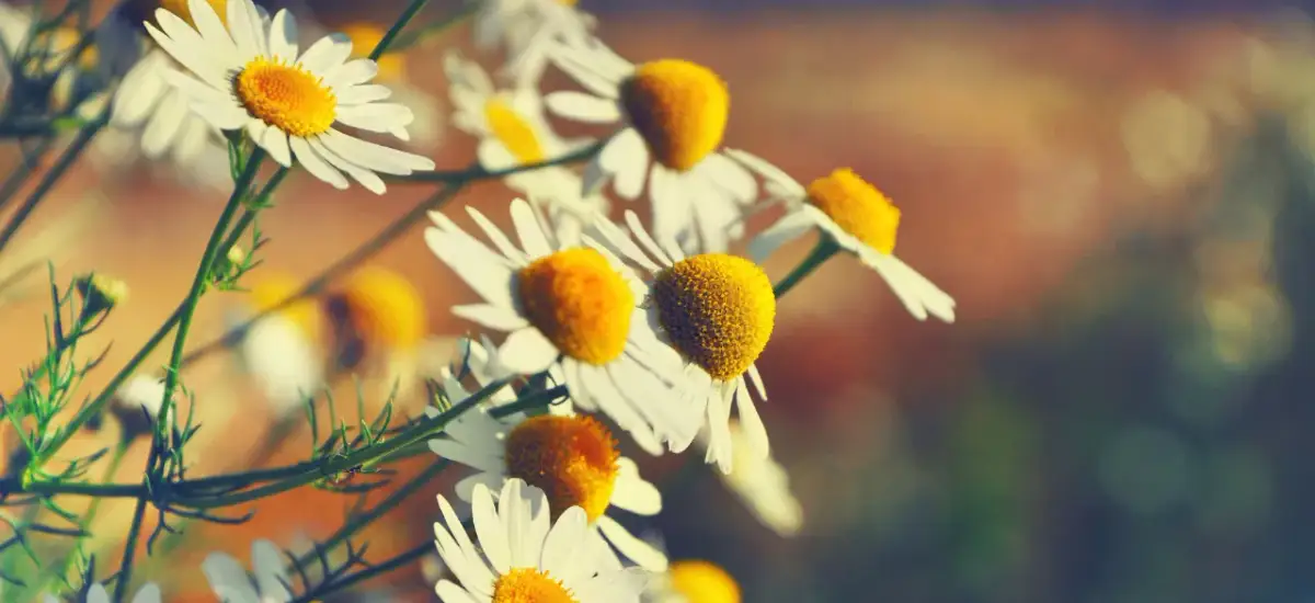 Czy rumianek odchudza? Odkryj prawdę o jego właściwościach odchudzających