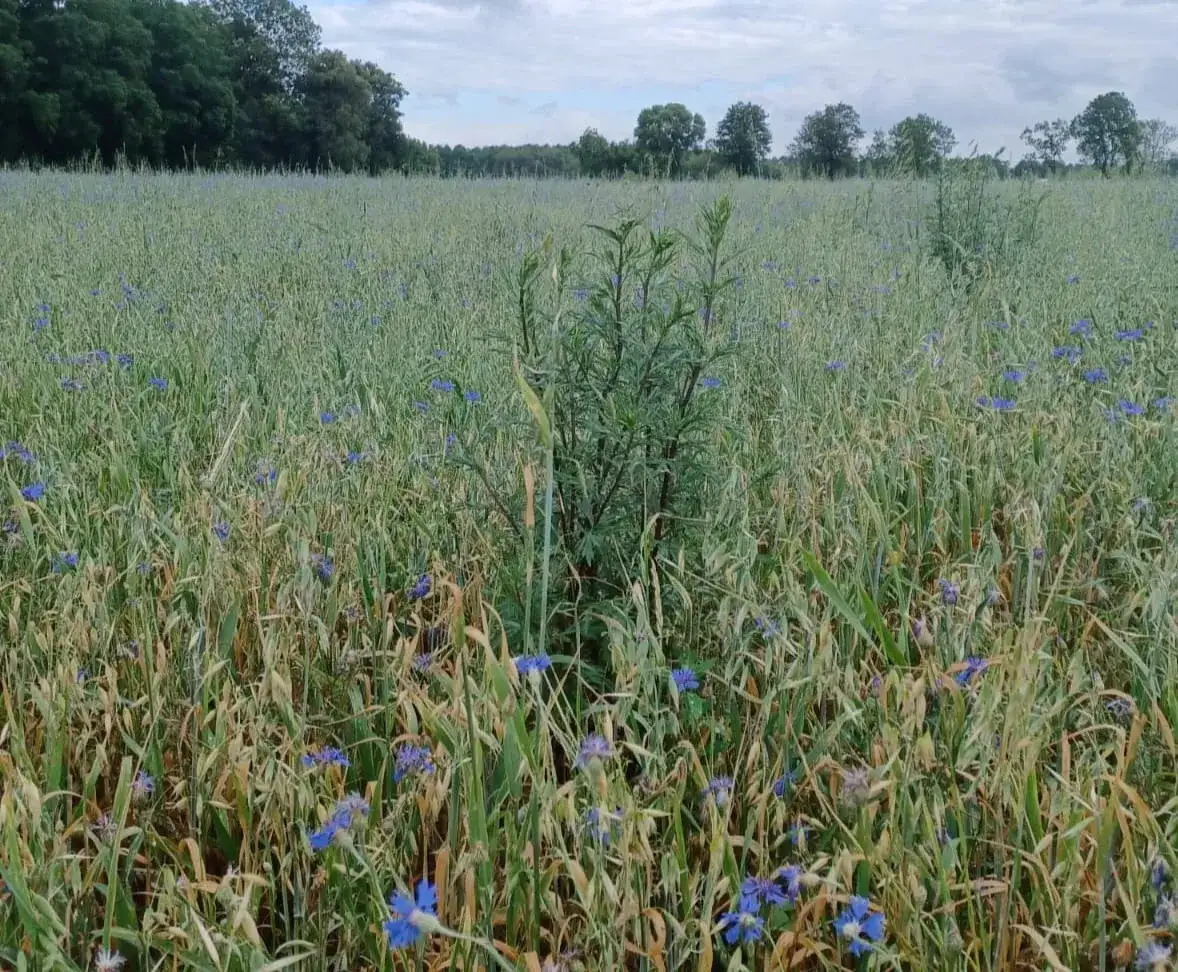 Oprysk na chwasty w owsie: termin, środki i skuteczne metody