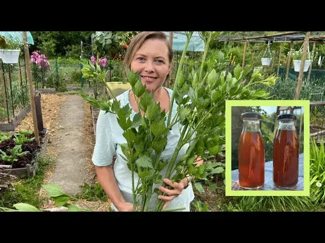Najlepszy nawóz do lubczyka – uniknij błędów w nawożeniu