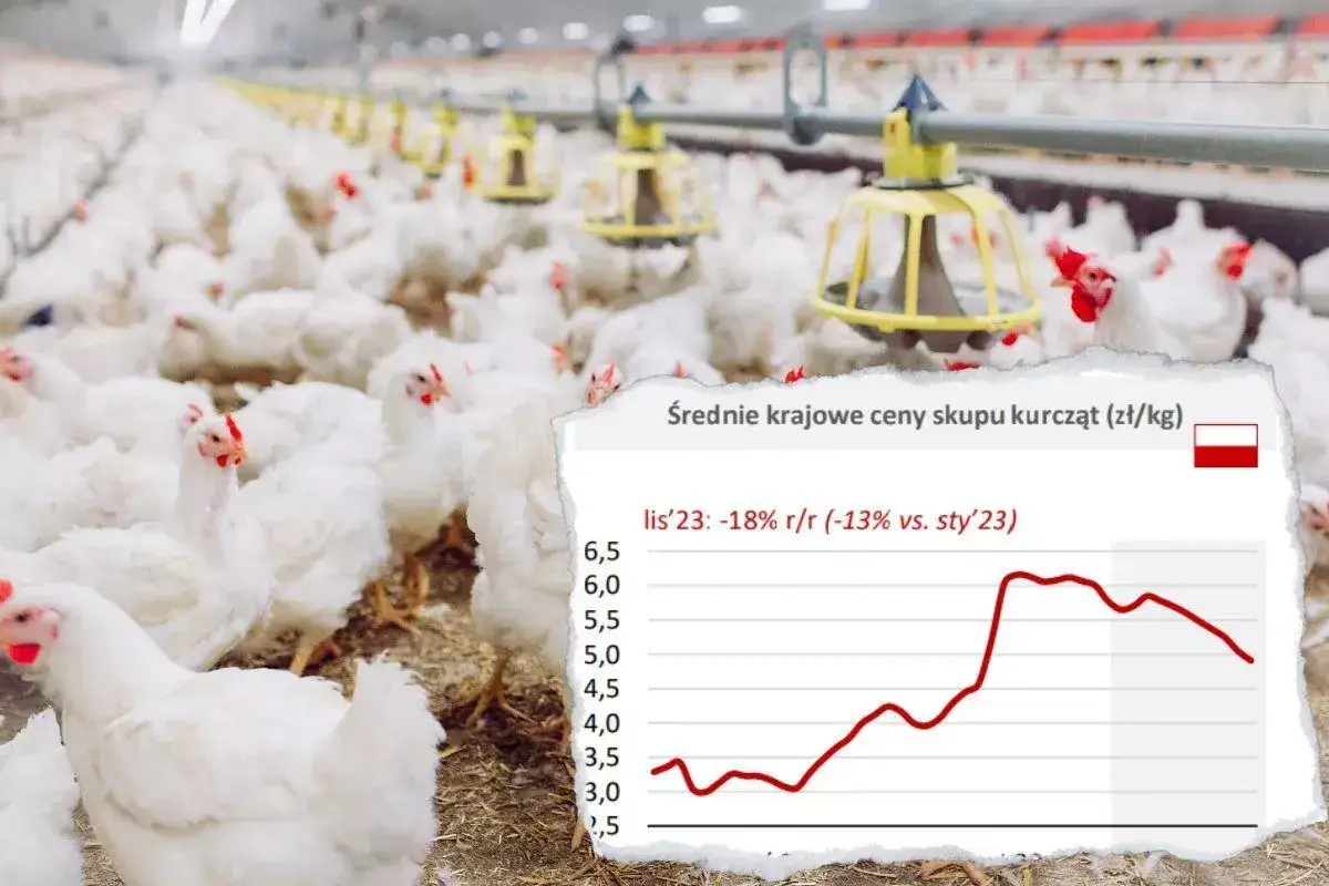 Ile kosztuje drób w 2026? Analiza cen i porady dla Ciebie
