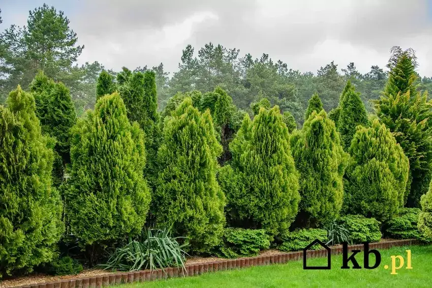 Tuje od ogrodzenia: Ile cm? Prawo, odmiany, uniknij sporów!