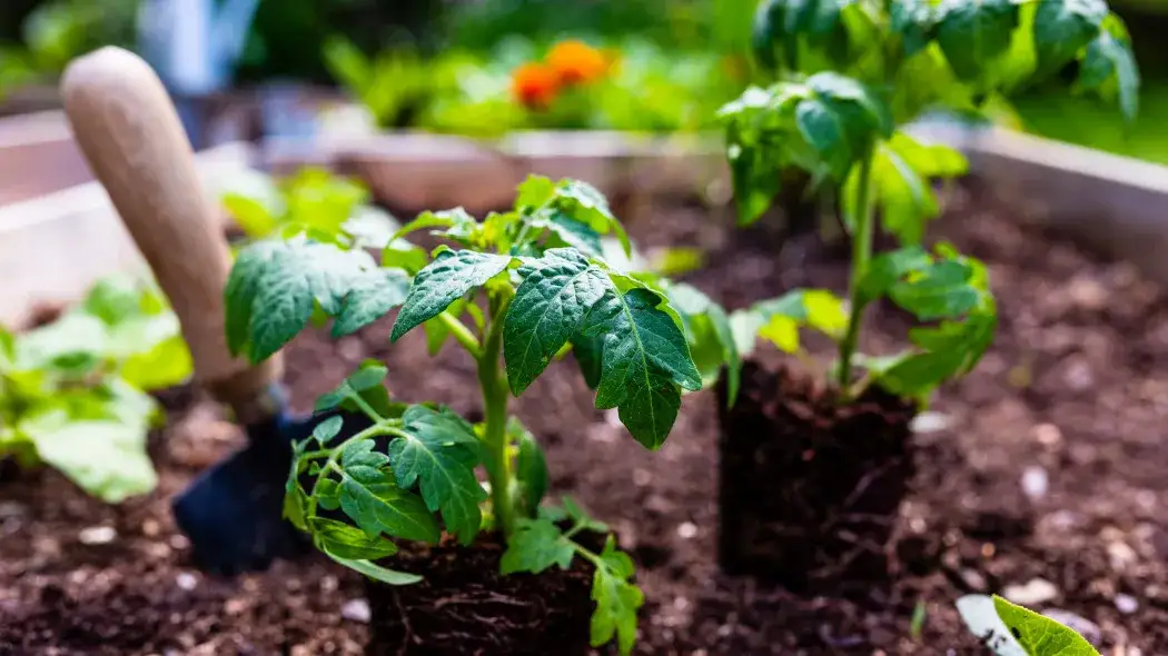 Kiedy sadzić sadzonki pomidorów do gruntu, aby uniknąć przymrozków?