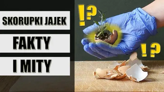 Jak zrobić nawóz ze skorupek jaj i poprawić zdrowie roślin