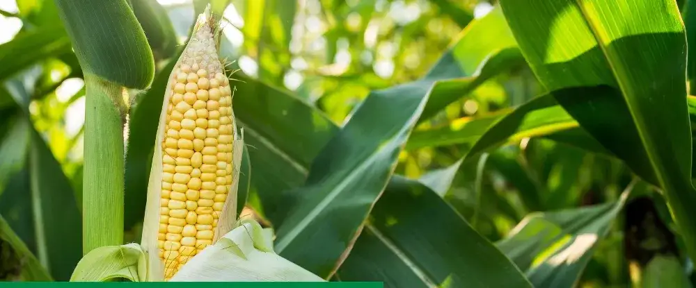 Gdzie można kupić nawóz Perlka? Sprawdź najlepsze oferty online