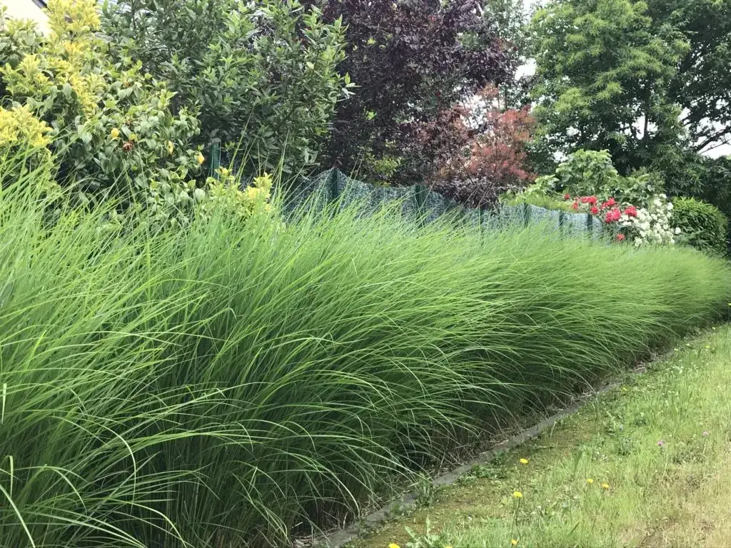Jakie trawy na żywopłot wybrać, aby uniknąć problemów z pielęgnacją?