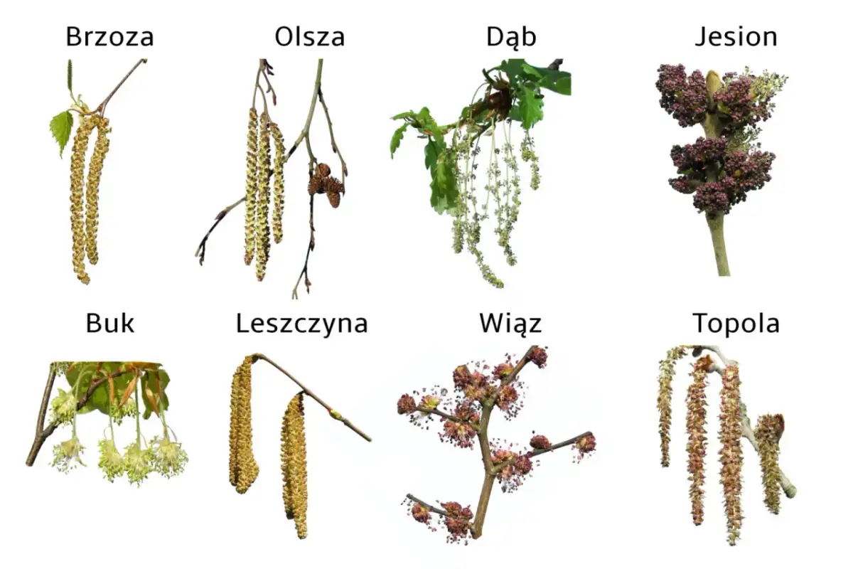 Kotki drzew: brzozy, olszy, dębu, jesionu, buka, leszczyny, wiązu i topoli. Wiosną te rośliny zaczną pylić.