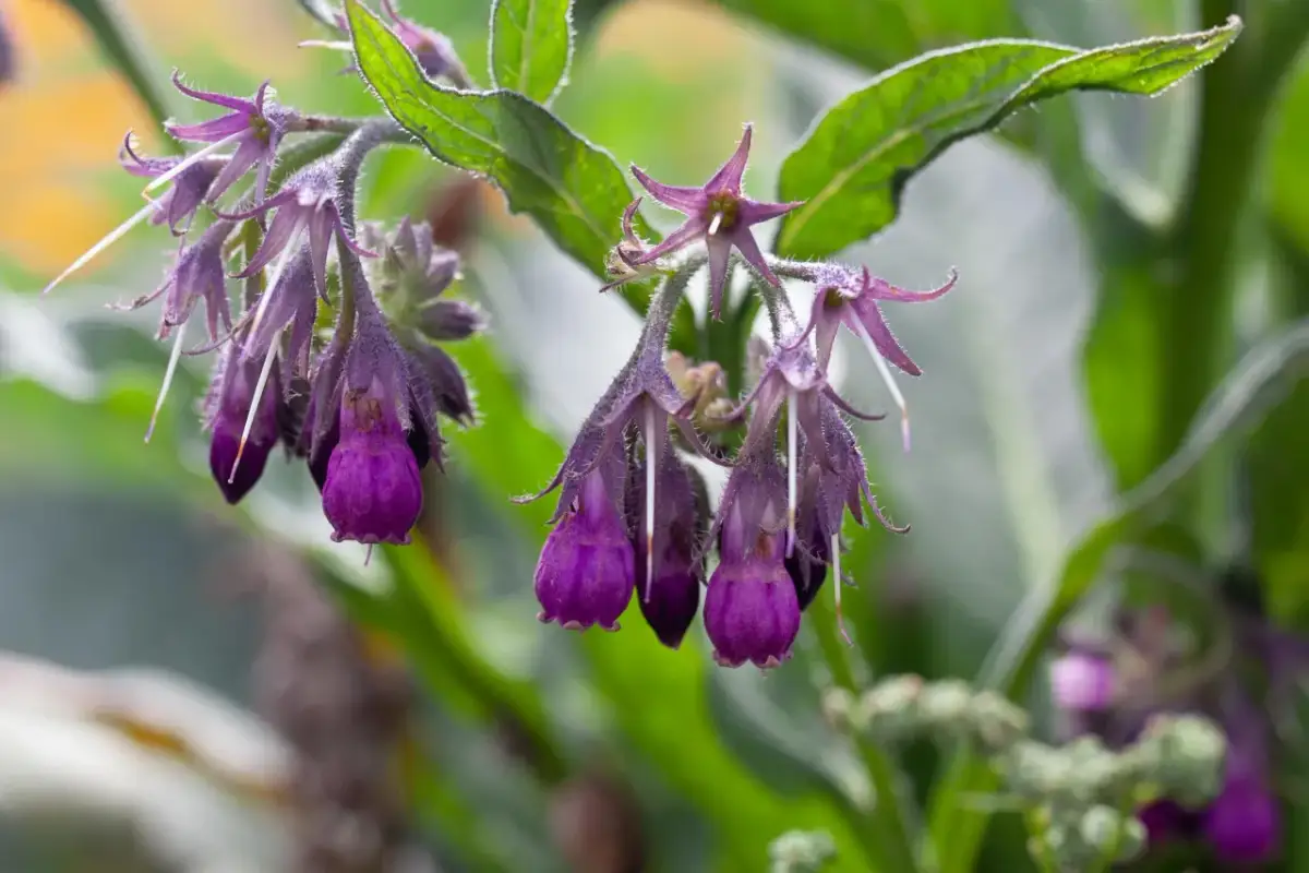 Jak zrobić olejek z żywokostu - prosty przepis na naturalny eliksir zdrowia