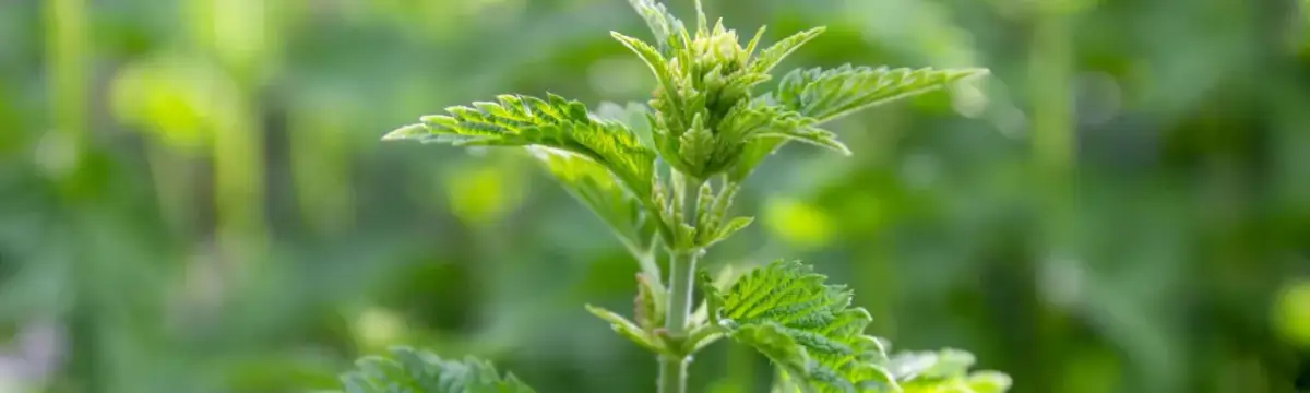 Czy pokrzywa obniża cholesterol? Odkryj jej wpływ na zdrowie