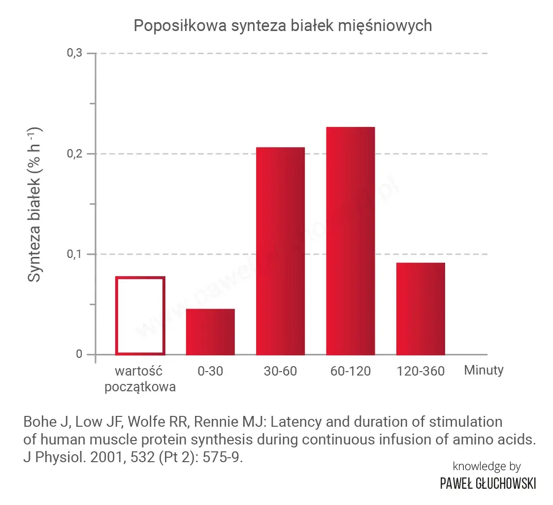 Białko po treningu: Kiedy i ile? Obalamy mit okna anabolicznego