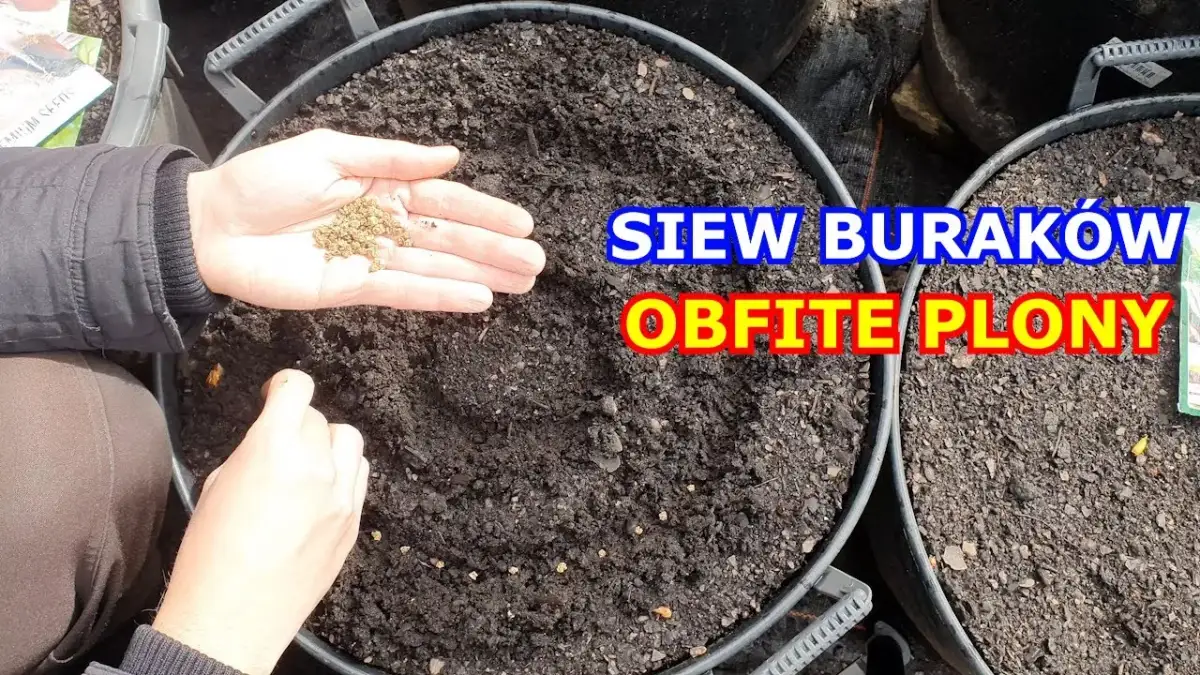 Kiedy siać buraczki do gruntu, aby uniknąć przymrozków i uzyskać plony