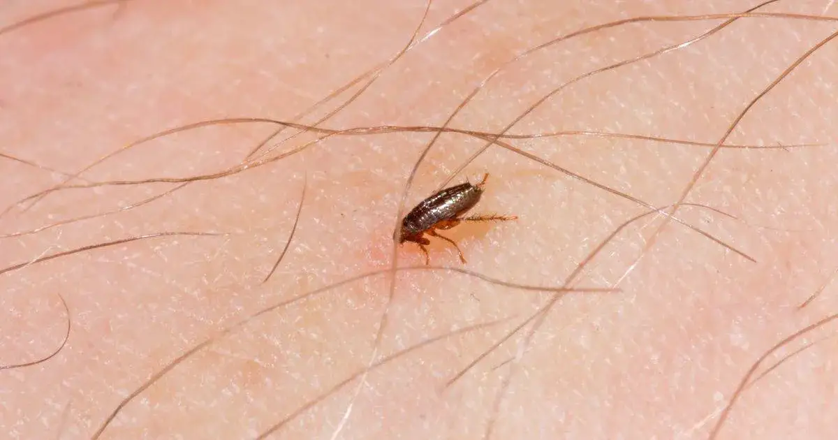 Cómo saber si tengo pulgas en mi cama: señales que no debes ignorar