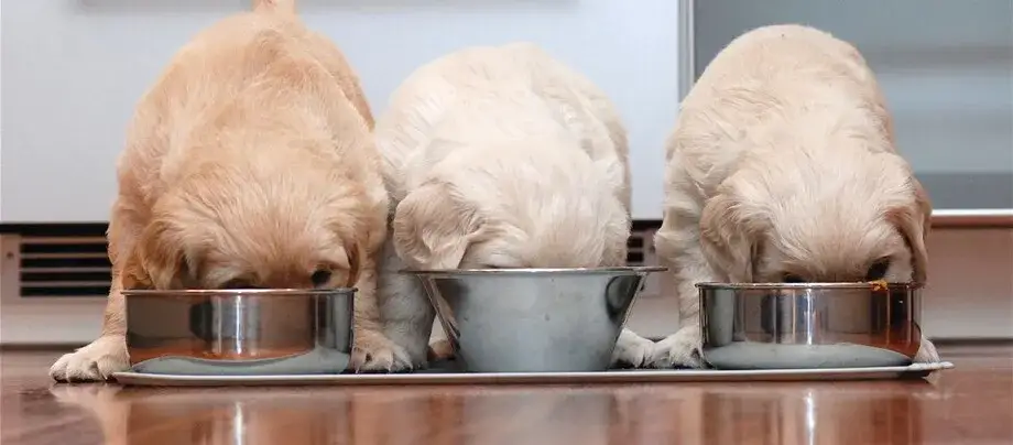 Karma szczenięca na dorosłą: Kiedy i jak bezpiecznie zmienić?
