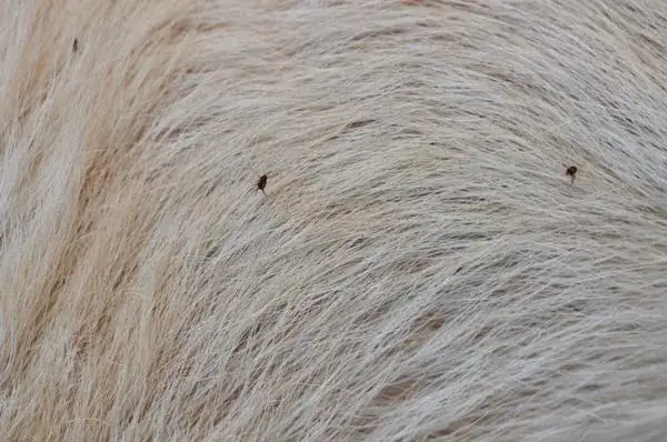 Mi gato tiene pulgas y no sale de casa: soluciones efectivas y prevención