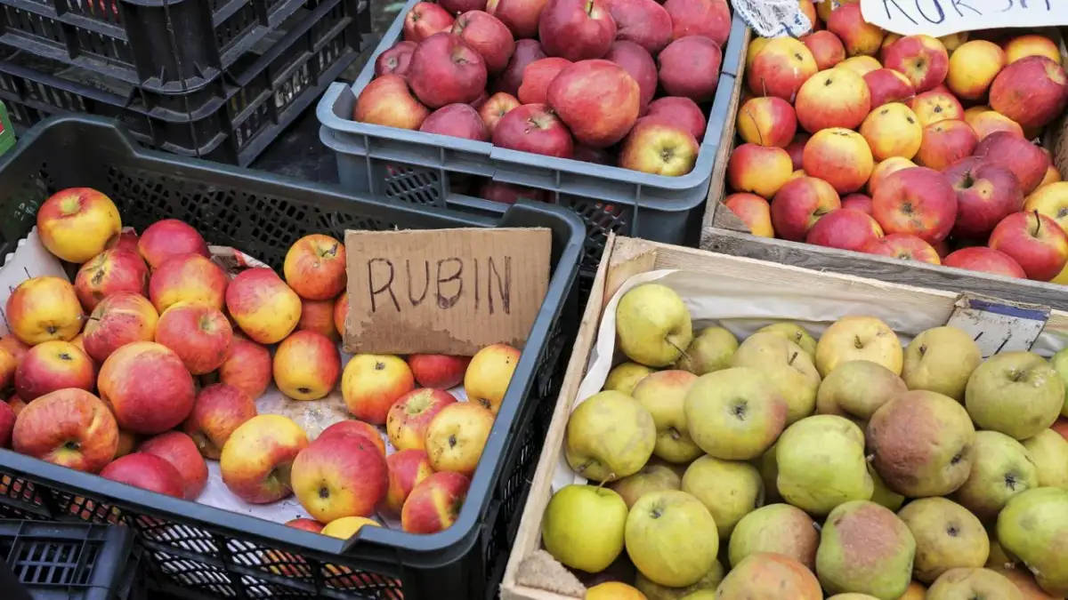 Skrzynki z jabłkami, w tym odmiana Rubin, gotowe do szarlotki.