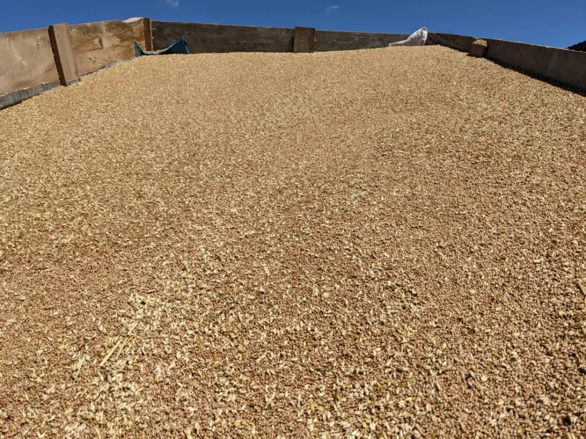 Gdzie trafia ukraińskie zboże? Zaskakujące kierunki eksportu i problemy