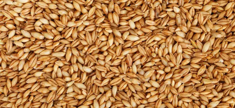 Jęczmień zboże jak wygląda - poznaj jego unikalne cechy i wygląd