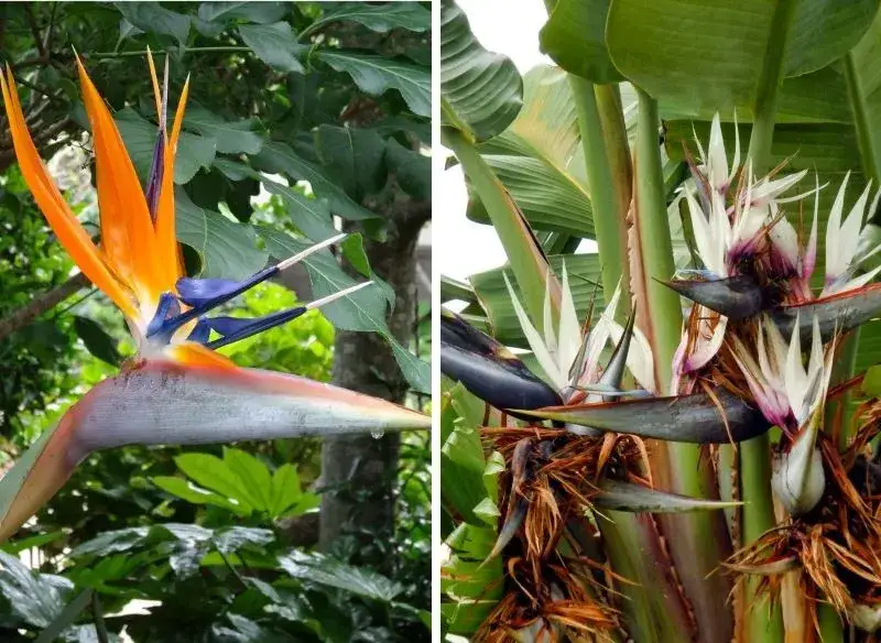 Kwiaty jak ptaki: odkryj egzotyczne rośliny, które zachwycają wyglądem