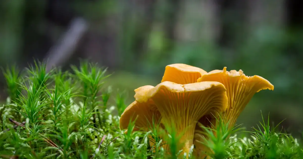 Kiedy jest sezon na kurki? Odkryj najlepsze miesiące na zbiór