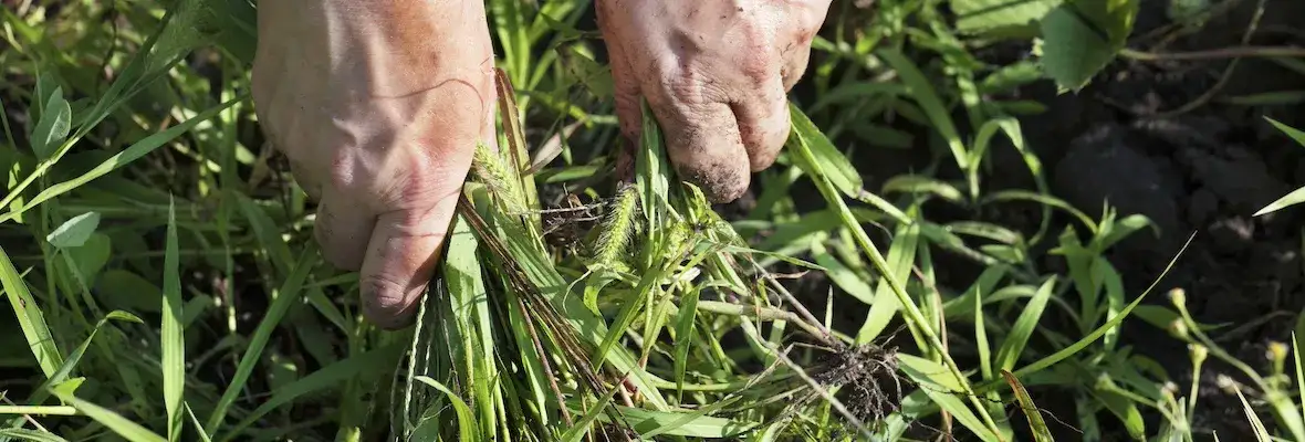 Liliowy chwast w życie: jak rozpoznać i wykorzystać w ogrodzie