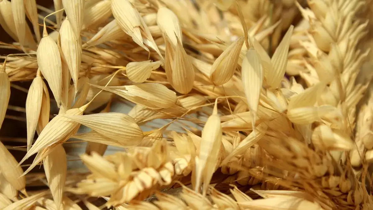 Jaki VAT na zboże? Sprawdź, jakie stawki mogą Cię zaskoczyć