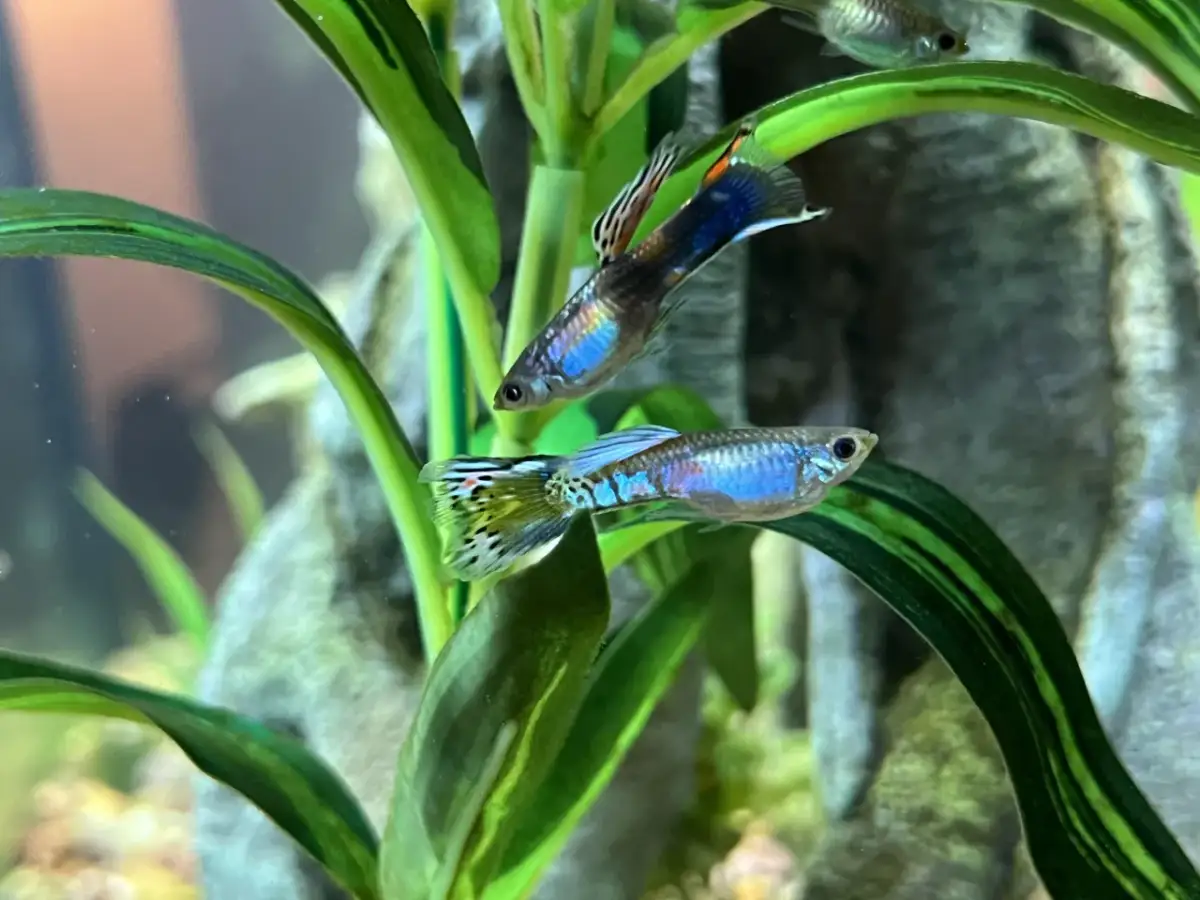 Narybek gupika: Jak szybko rośnie? Optymalny wzrost i kolory