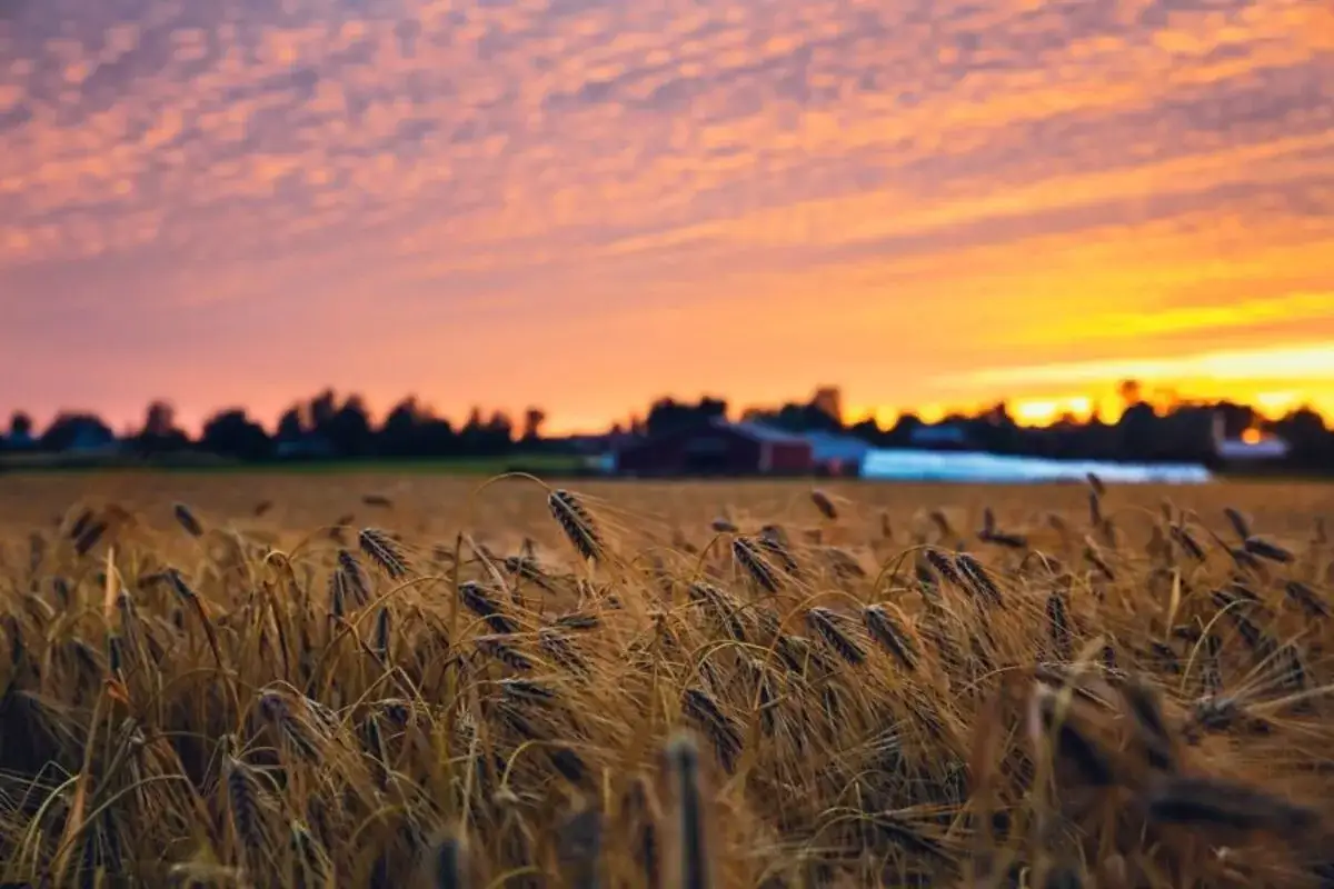 Kiedy pryskać zboża jare, aby skutecznie zwalczyć chwasty?