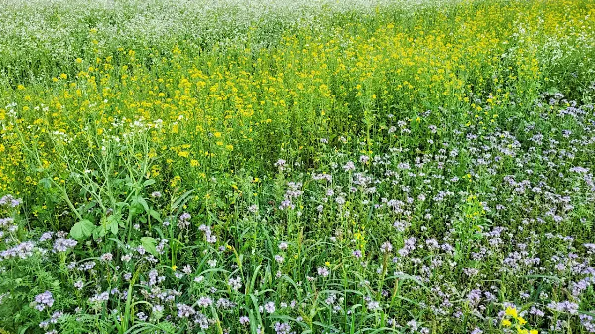Kiedy siać groch na poplon? Optymalny termin i praktyczne wskazówki