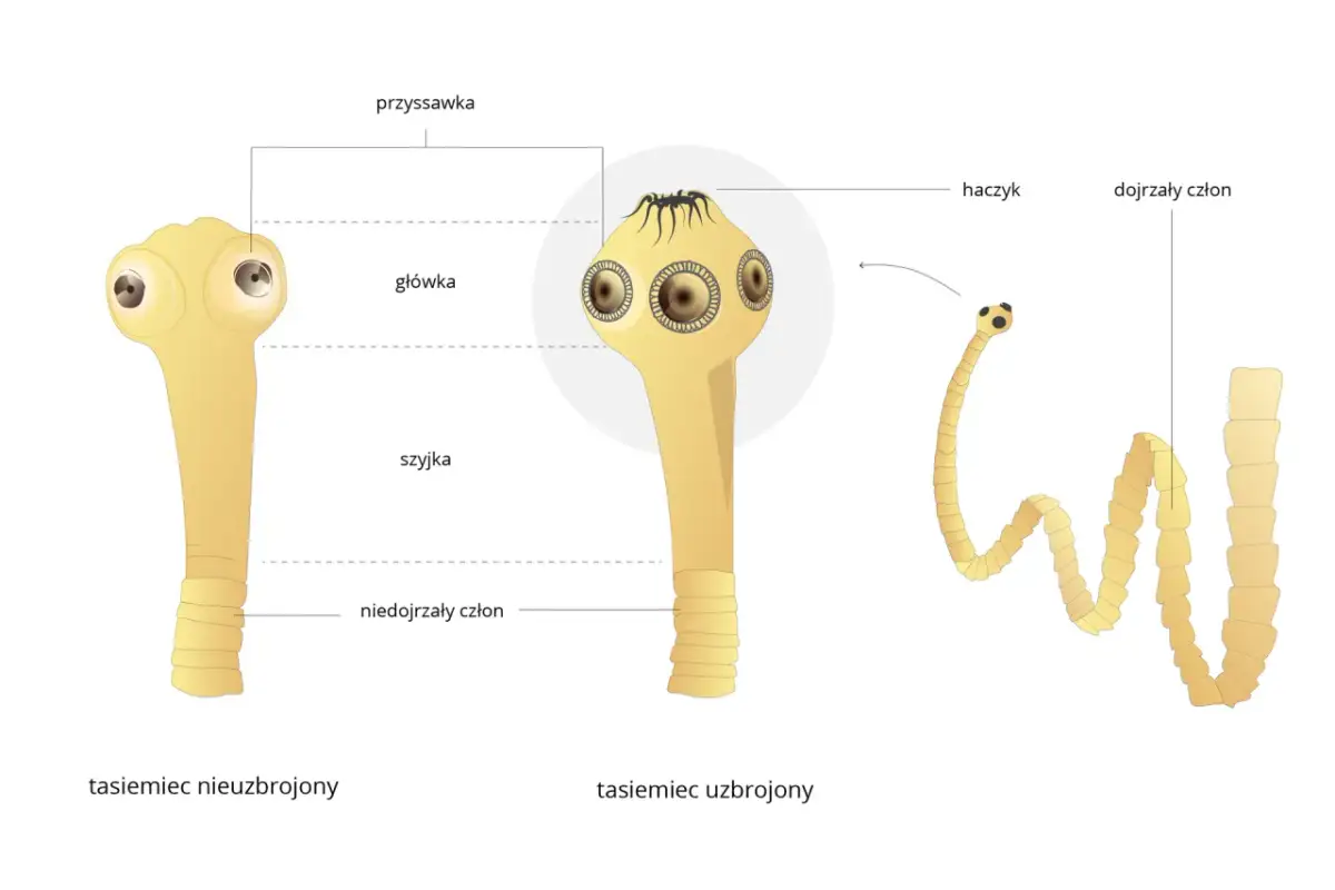 Tasiemiec: Jak te pasożyty opanowały sztukę przetrwania?