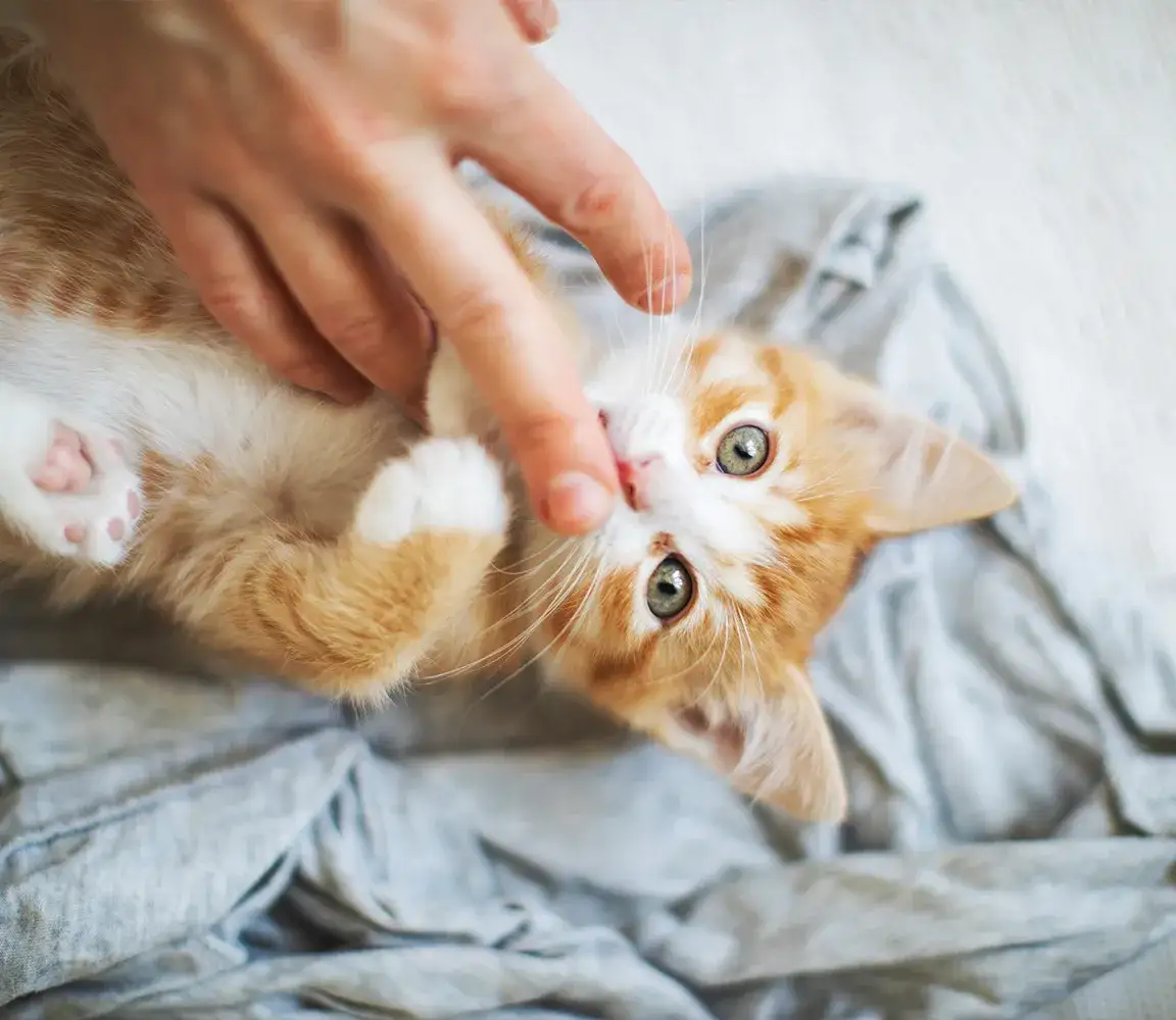 Jak rozpoznać małego kota od kotki - proste sposoby na pewność