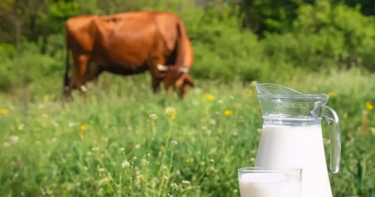 Mleko prosto od krowy: Korzyści vs. Zagrożenia Poznaj fakty