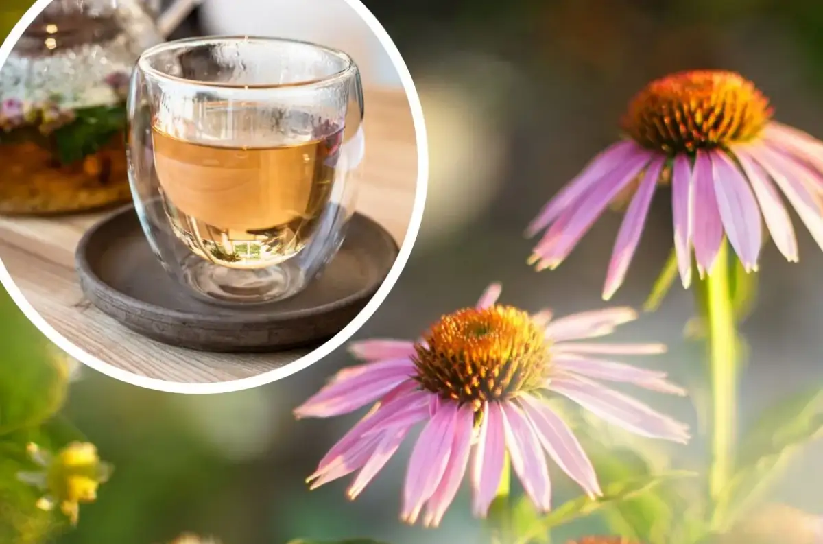 Herbata z jeżówki: przepis na odporność? Zrób ją krok po kroku!