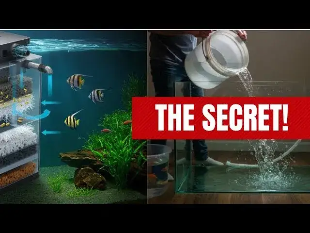 Jak podmieniać wodę w akwarium: 9 kluczowych wskazówek