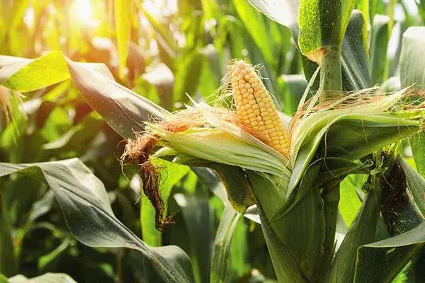 Kukurydza to warzywo czy zboże? Odkryj zaskakujące różnice