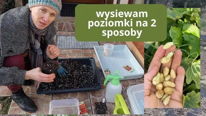 Wysiew poziomek z nasion: Przewodnik krok po kroku do sukcesu