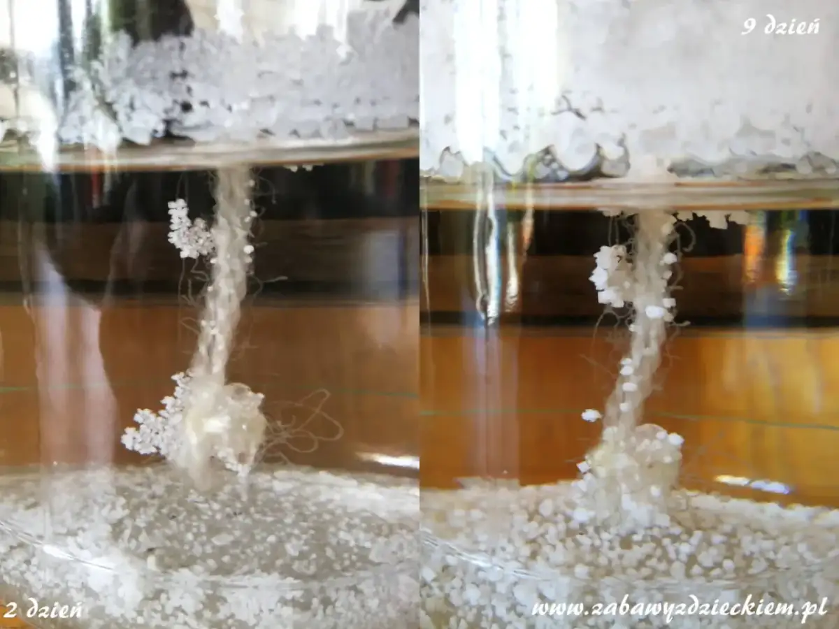 Hodowla kryształów soli: Prosta instrukcja krok po kroku w domu