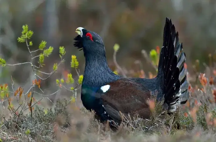 Jak ptaki słyszą? Odkryj tajemnice ich ukrytych uszu i supermocy