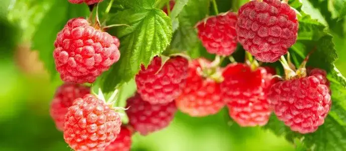 Jak uprawiać maliny: skuteczne metody na obfite plony i zdrowe krzewy