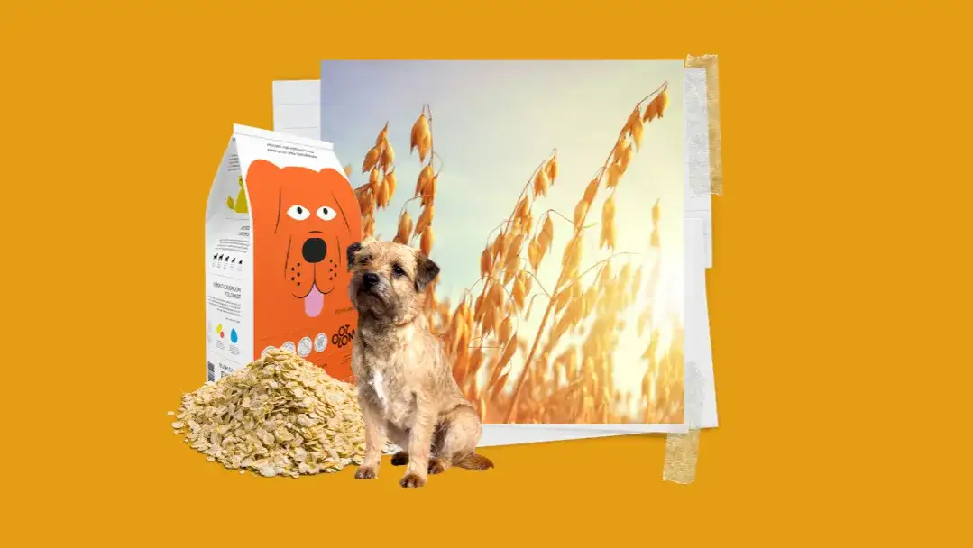 Czy pies może jeść zboże? Odkryj, co musisz wiedzieć o diecie psa