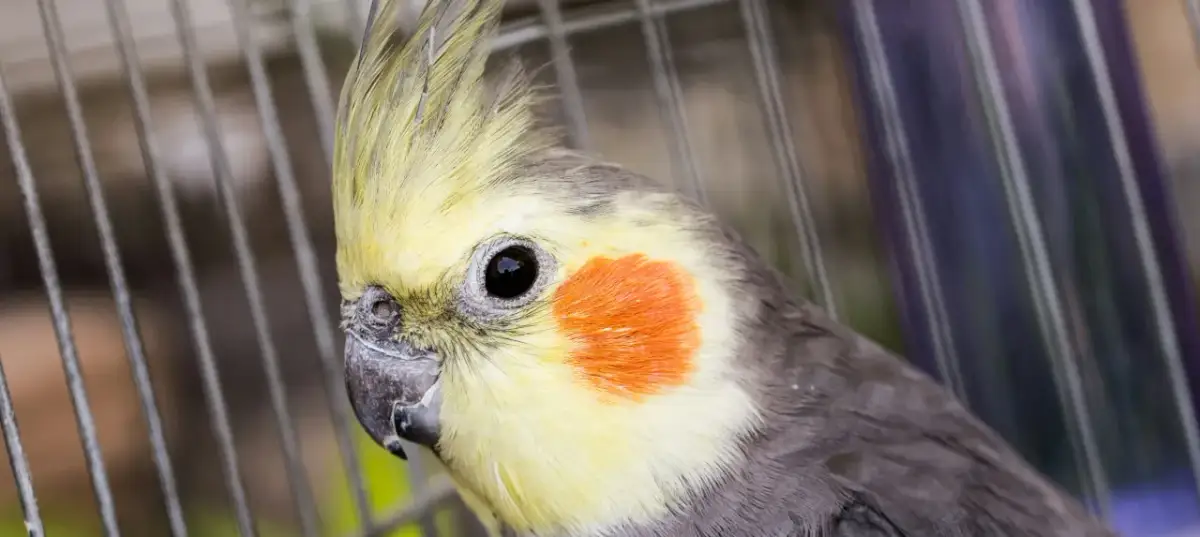 Nimfa syczy i rozkłada skrzydła: Czy to strach? Jak pomóc?