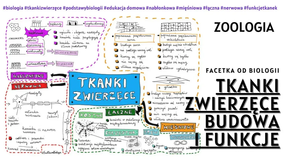 Jakie są tkanki roślinne? Kluczowe informacje o ich funkcjach i rodzajach